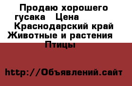 Продаю хорошего гусака › Цена ­ 1 000 - Краснодарский край Животные и растения » Птицы   